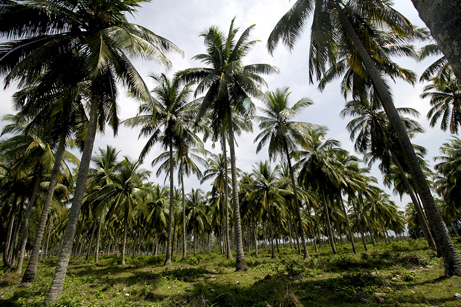 Kebun kelapa masyarakat dan potensi ekonomi lainnya harusnya didampingi pemerintah agar produksinya terjaga, bukan memberi izin tambang emas yang justru merusak hutan dan lingkungan | Foto: Junaidi Hanafiah/Mongabay Indonesia