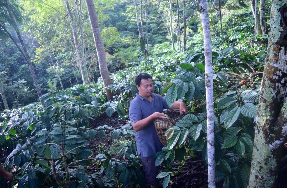 Perempuan dan lelaki Suku Besemah bersama mengelola kebun kopi. Tidak ada pembatasan peran, kecuali pekerjaan yang membutuhkan tenaga yang lebih | Foto: Nopri Ismi/Mongabay Indonesia