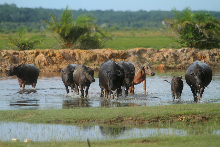 Kerbau pampangan ini populasi keseluruhannya di di Sumatera Selatan sekitar 5.000 ekor | Foto: Nopri Ismi/Mongabay Indonesia