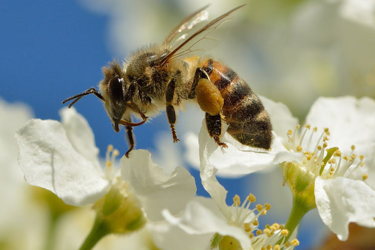 Hebatnya Lebah Madu, Bisa Pecahkan Soal Matematika - Mongabay.co.id