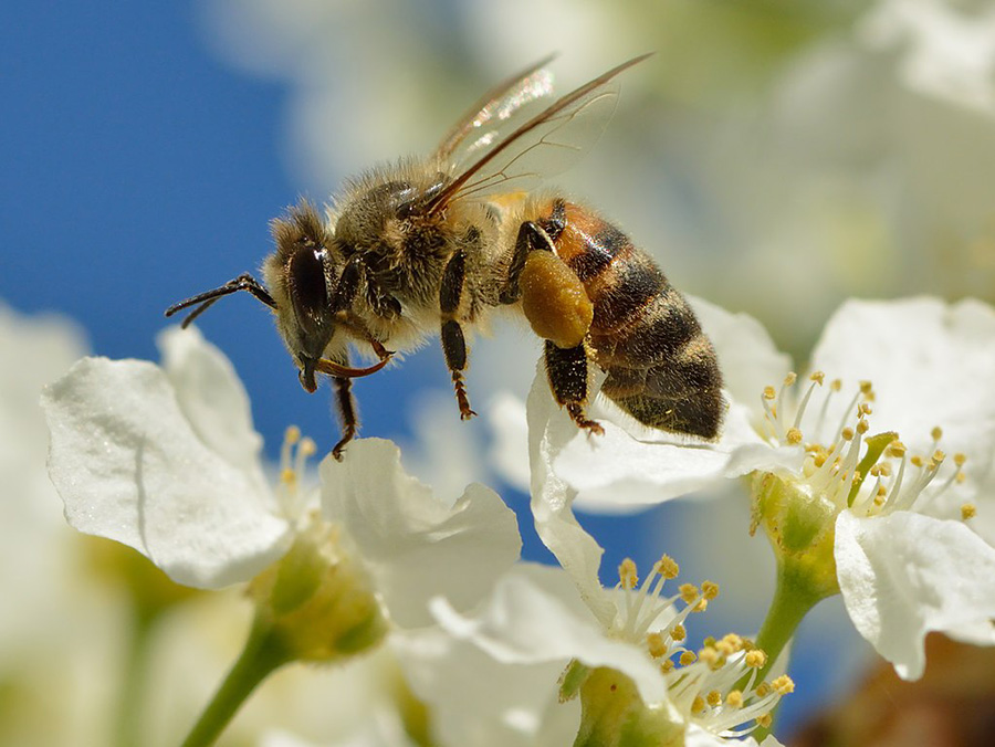 Hebatnya Lebah  Madu Bisa Pecahkan Soal Matematika