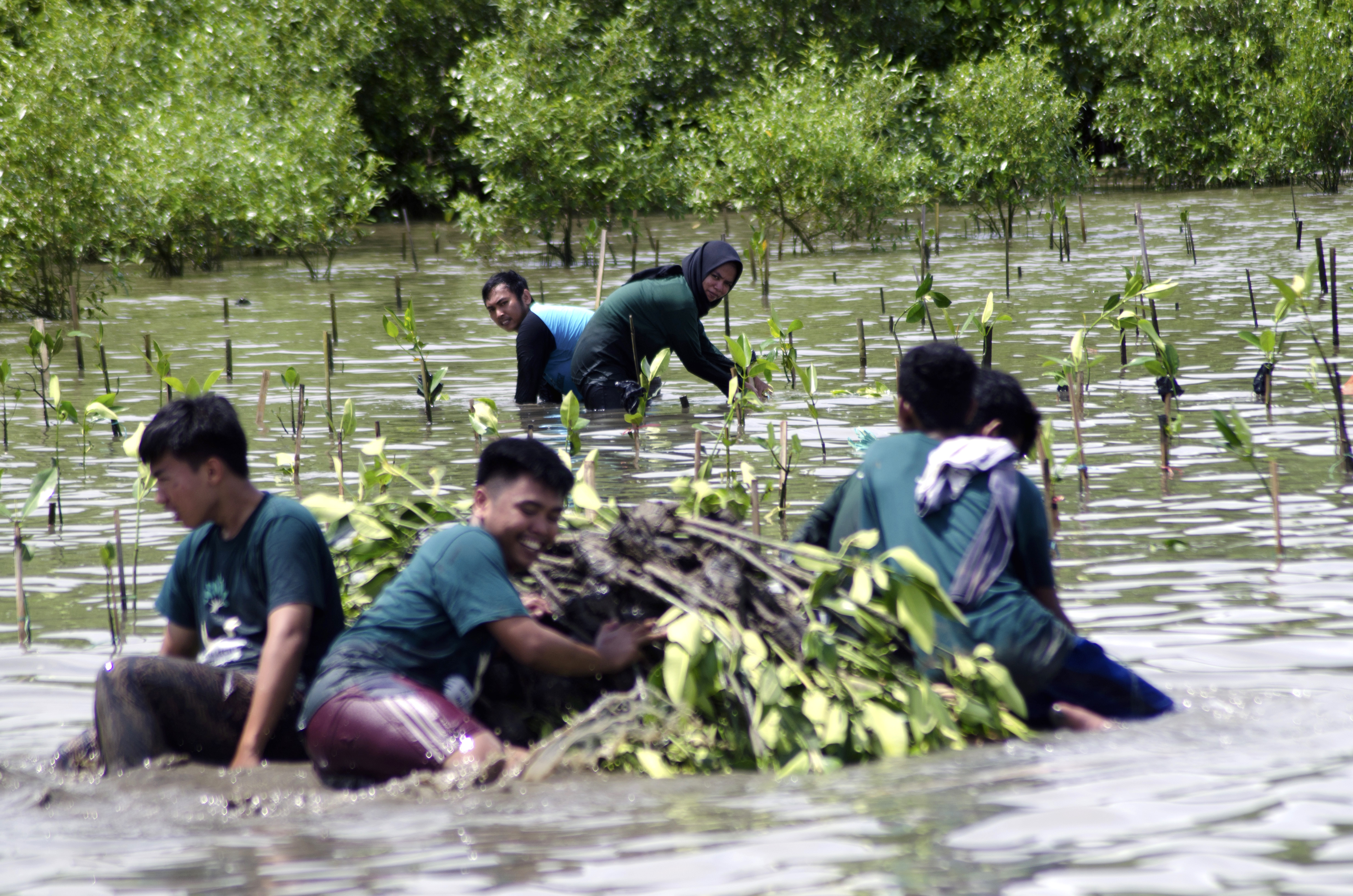 Penanaman 3.000 bibit mangrove dari jenis Rhizophora mucronate dilakukan WWF-Indonesia kerjasama dengan komunitas mahasiswa diharapkan bisa memperbaiki kondisi mangrove di Bonto Bahari di tengah ancaman konversi menjadi tambak | Foto: Wahyu Chandra/Mongabay Indonesia