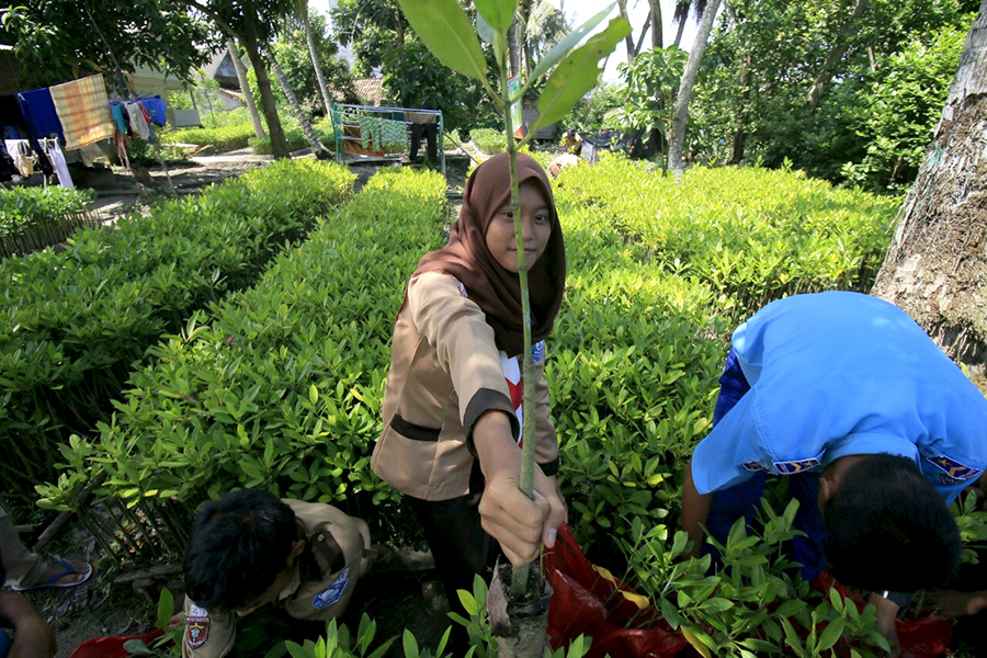 Pelajar yang hendak menanam mangrove, terlebih dahulu mengambil bibit di persemayaman Kelompok Mutiara Hijau I di Desa Purworejo, Lampung Timur, Lampung | Foto: Eni Muslihah/Mongabay Indonesia