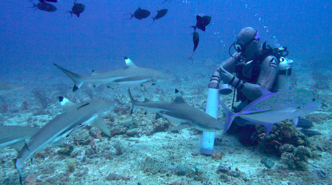 Interaksi Gharonk Bersama Blacktip Reef Shark. Salah satu metode penelitian untuk melihat perilaku Hiu Karang di habitatnya | Foto: Wahyu Mulyono