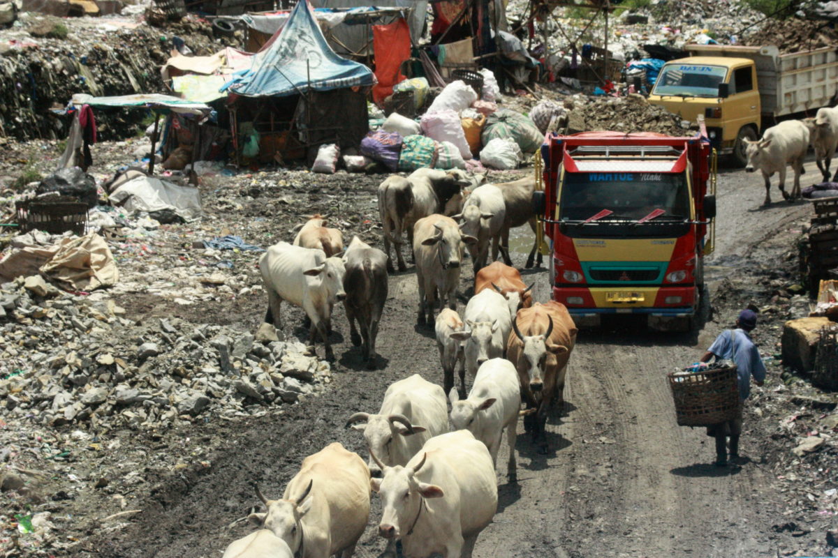 Suasana di TPST Piyungan, Bantul. Tak hanya lalu lalang truk sampah, juga rombongan sapi yang mencari makan di tempat sampah. Foto: Nuswantoro/ Mongabay Indonesia