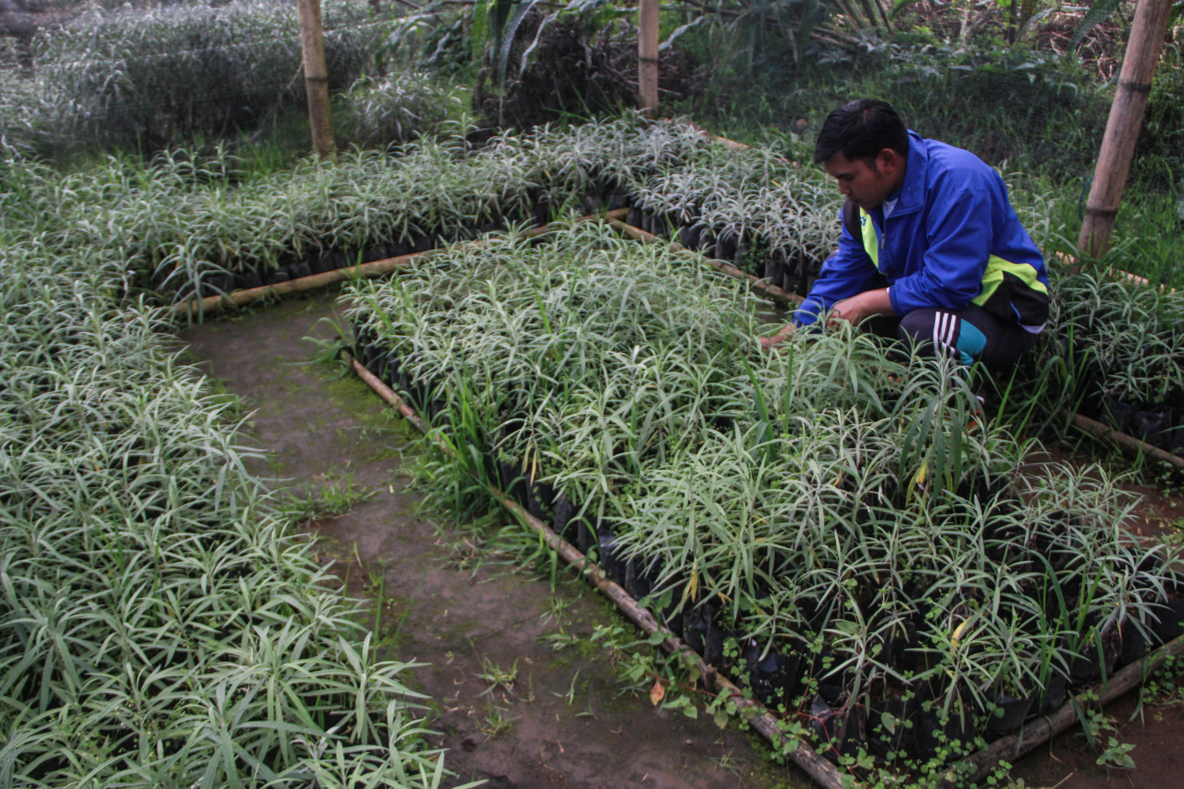Bibit bunga edelweis yang sudah dipindahkan ke Polybag | Foto: Falahi Mubarok/ Mongabay Indonesia