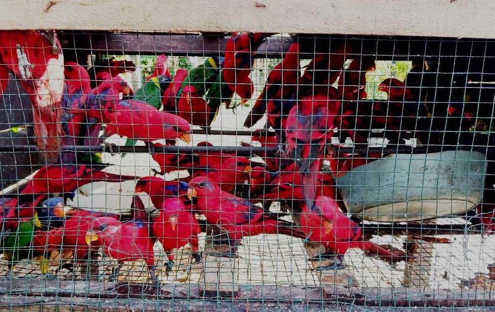 Burungsitaan dari rumah pengepul burung endemik Maluku di Desa Samasuru, Kecamatan Elpaputtih, Maluku Tengah, Kamis (4/4/19). Foto: Nurdin Tubaka/ Mongabay Indonesia