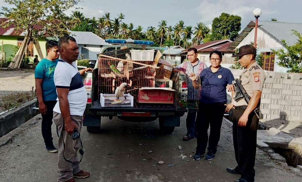 BKSDA Maluku dan aparat dari Polsek Elpaputtih mengamankan puluhan burung endemik, Maluku dari gudang pengepul di Maluku Tengah. Foto: Nurdin Tubaka/ Mongabay Indonesia