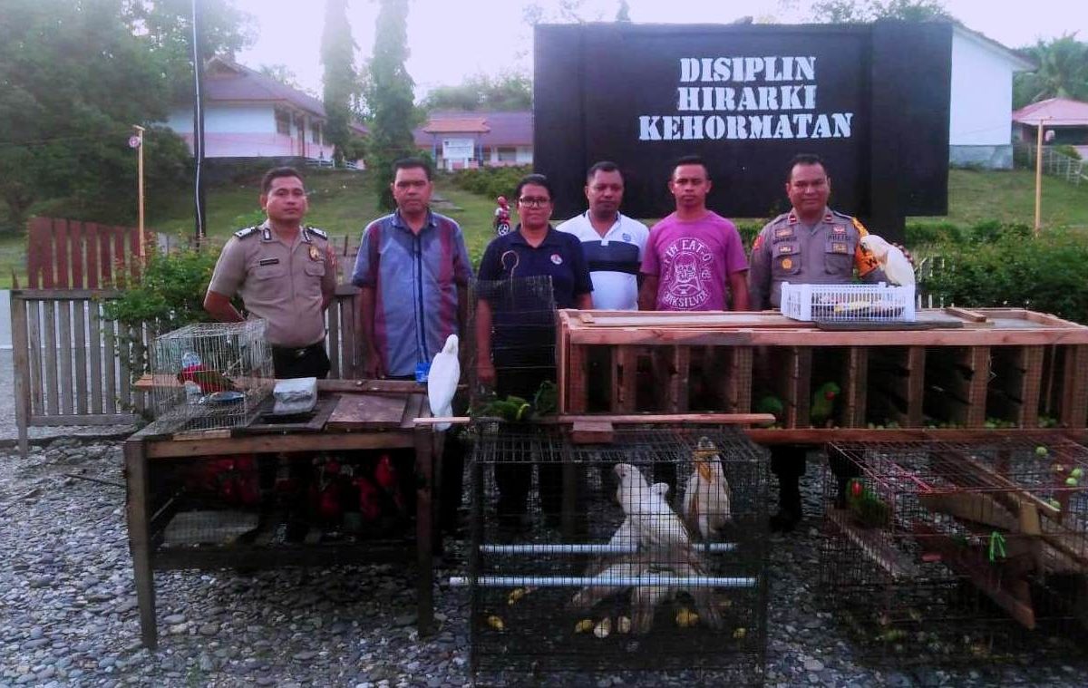 Petugas usai menyita sekitar 74 burung endemik Maluku dari pengepul di  Maluku Tengah. Burung-burung ini rencana akan dibawa ke Pulau Jawa. Foto: Nurdin Tubaka/ Mongabay Indonesia