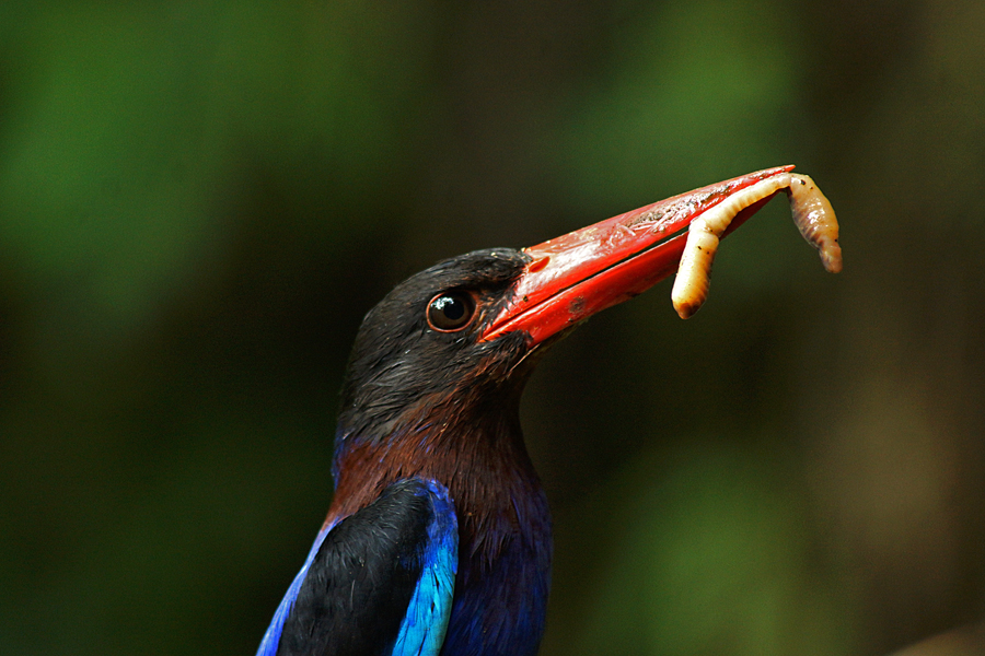 Cekakak jawa (Halcyon cyanoventris) di hutan di desa Jatimulyo, Kulonprogo, Yogyakarta | Foto: Anton Wisuda/Mongabay Indonesia