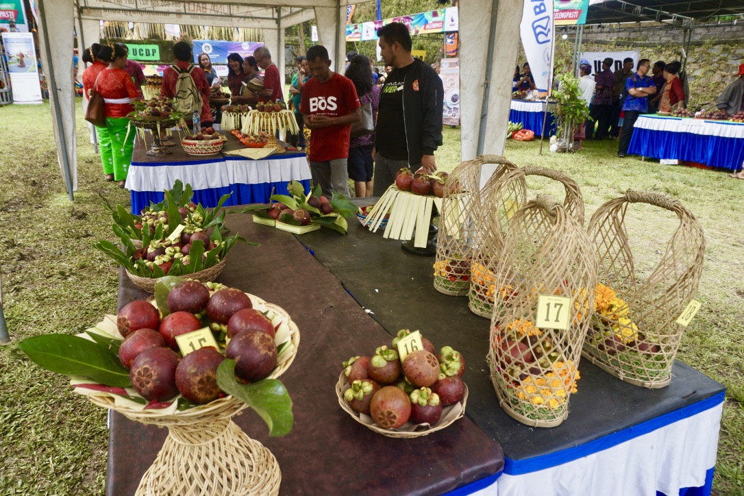 Petani manggis menunjukkan panen kualitas ekspor yang dilombakan di Festival Manggis pertama | Foto: Luh De Suriyani/Mongabay Indonesia