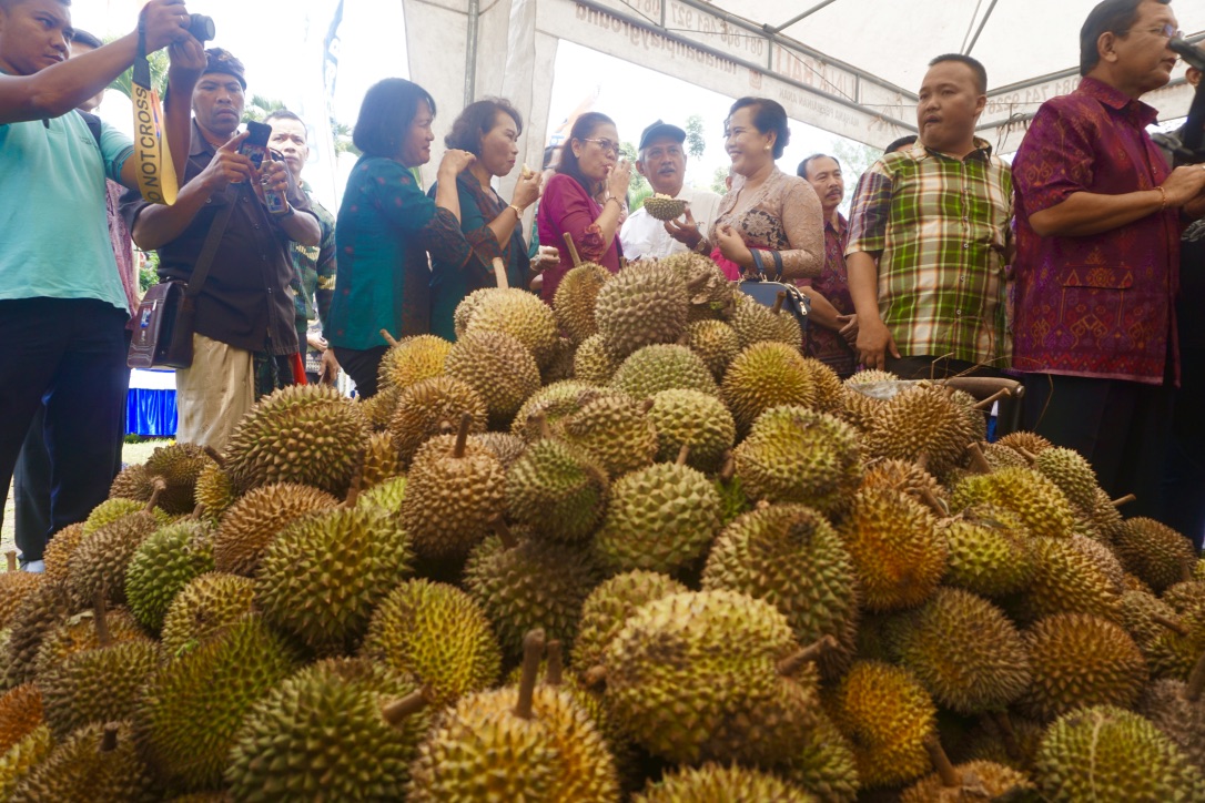  Ribuan durian dan manggis bisa dinikmati warga gratis di World Mangosteen Fiesta yang dihelat pertama tahun ini di Buleleng | Foto: Luh De Suriyani/Mongabay Indonesia 