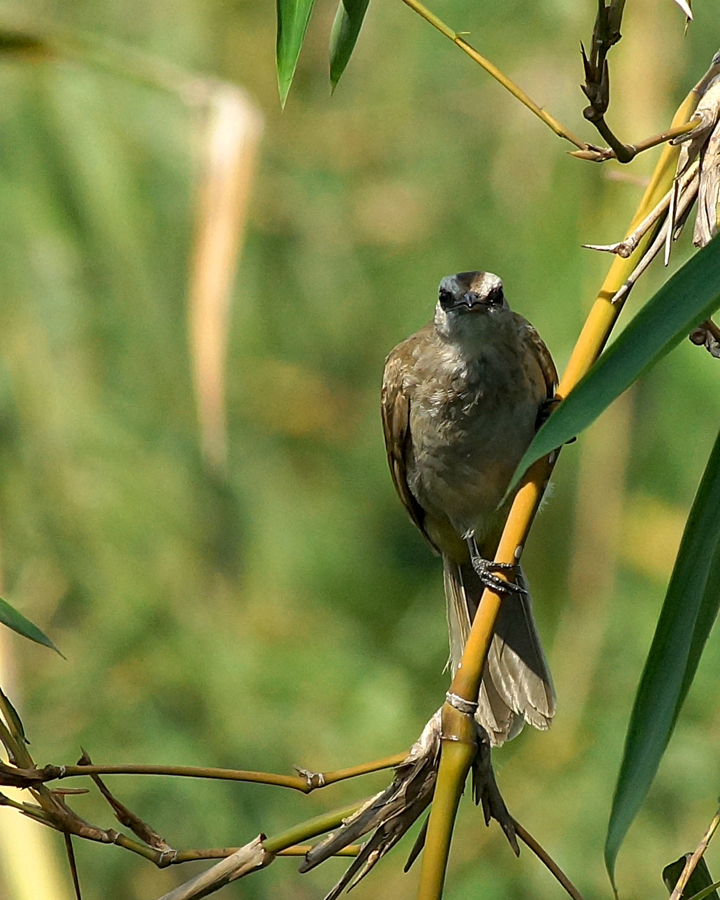 Merbah Cerucuk (Pycnonotus goiavier) atau Yellow-vented Bulbul, merupakan sejenis burung pengicau dari suku Pycnonotidae | Foto : Anton Wisuda/Mongabay Indonesia