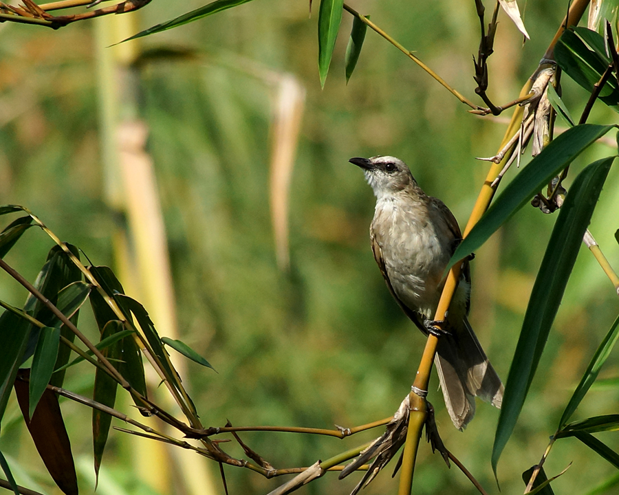 Merbah cerucuk adalah burung yang biasa ditemukan di kebun-kebun di sekitar kita | Foto: Anton Wisuda/Mongabay Indonesia