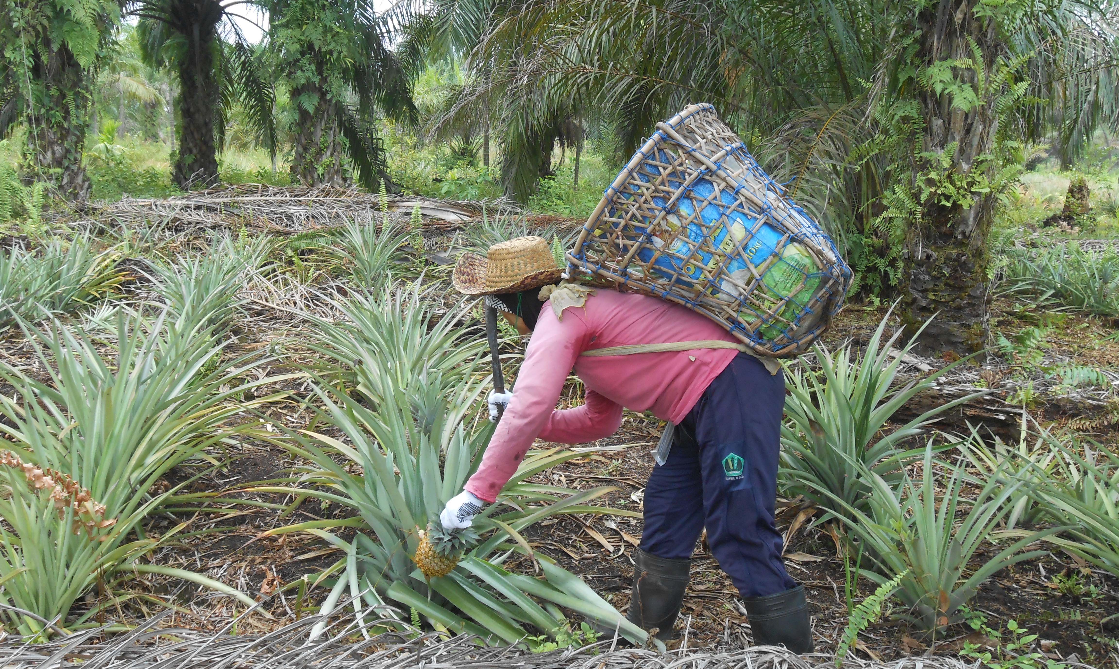 Tanah Gambut Sangat Cocok Untuk Tanaman - Berbagi Tanam