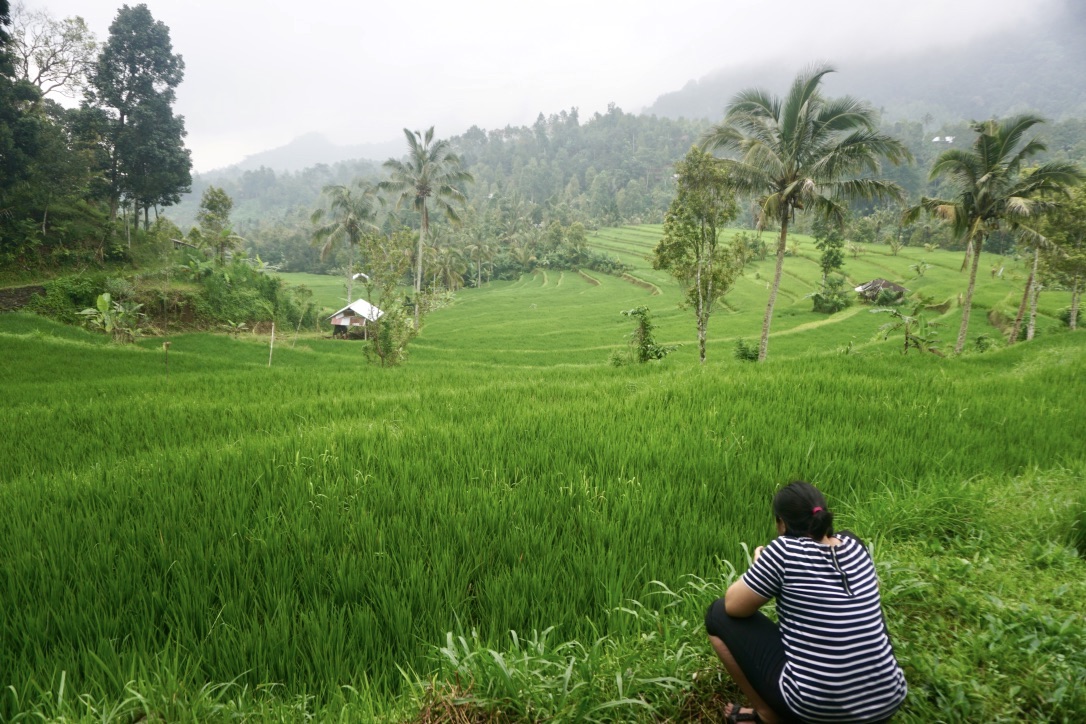 Kombinasi sawah, kebun, bukit, dan kabut ada di Desa Galungan | Foto: Luh De Suriyani/Mongabay Indonesia