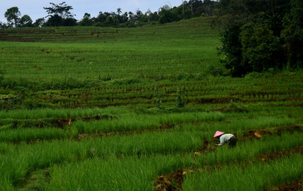 Menjadi pemandangan yang biasa jika ada perempuan sendirian bekerja di sawah milik keluarganya. Sebuah persawahan di Semende Darat | Foto: Nopri Ismi/Mongabay Indonesia