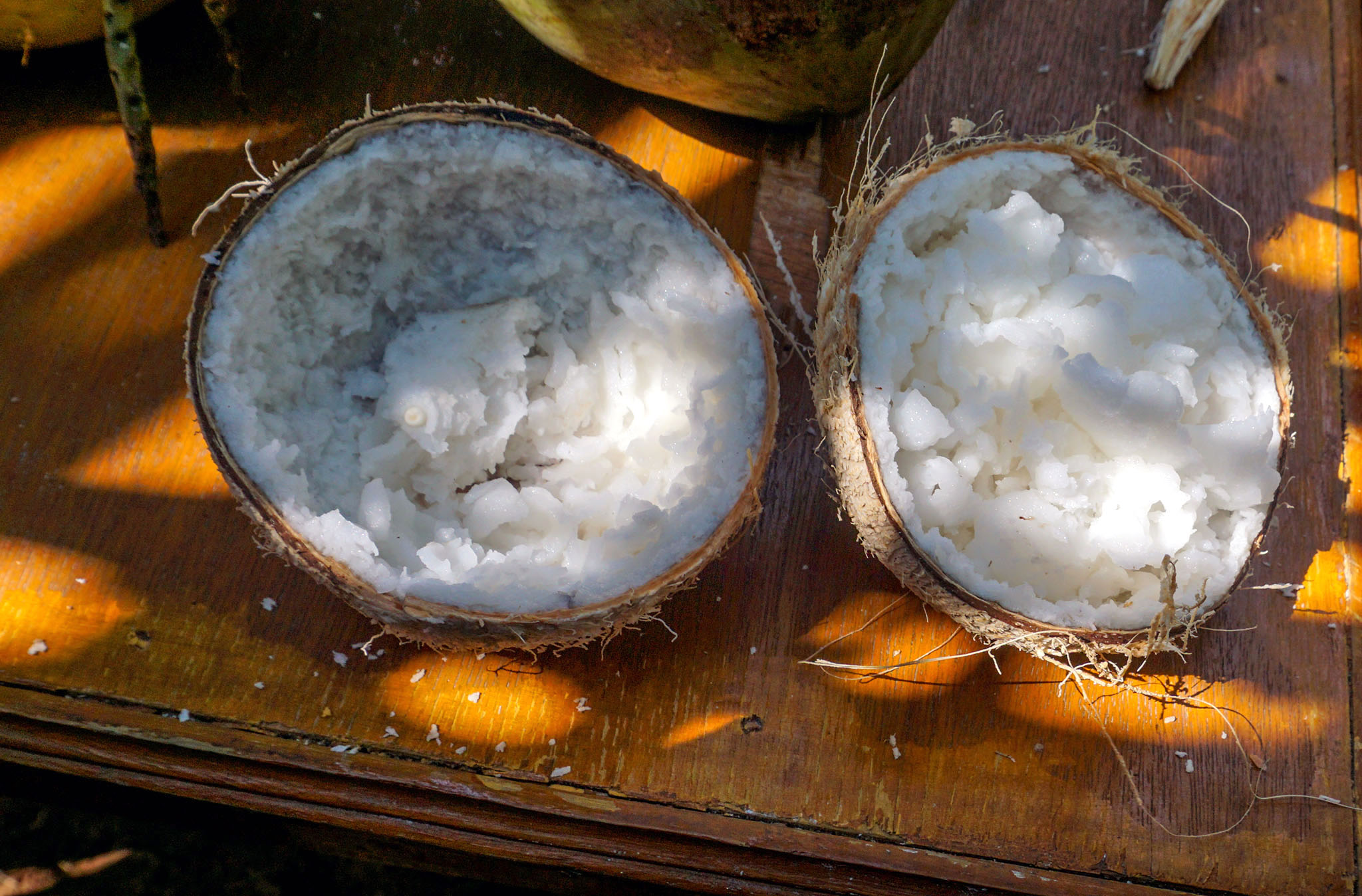 Ternyata Kelapa Bisa Dibuat Kopyor Semua dalam Satu Pohon, Bagaimana  Caranya? - Mongabay.co.id : Mongabay.co.id