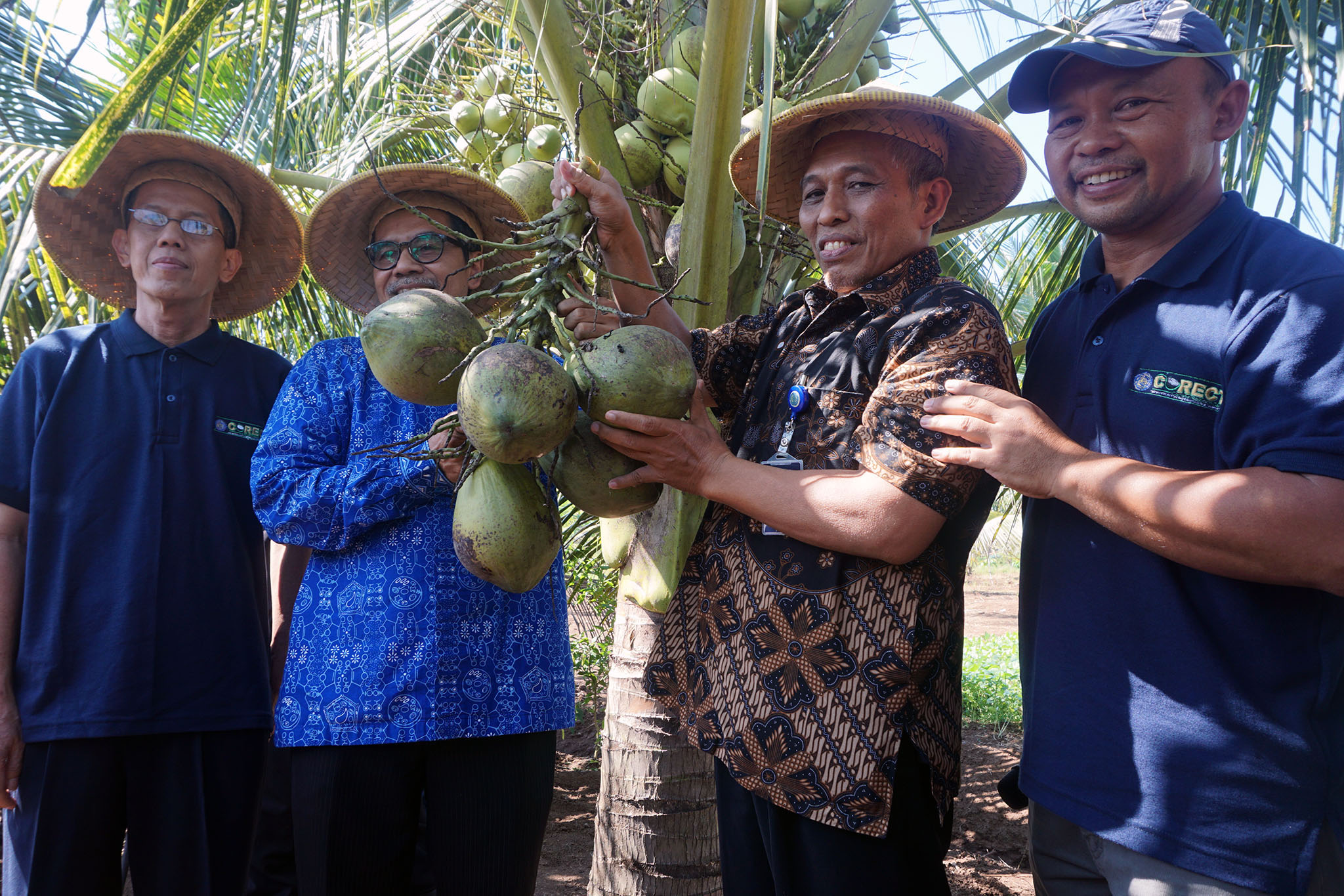 Panen perdana kelapa kopyor di kebun plasma nutfah milik Universitas Muhammadiyah Purwokerto | Foto: L Darmawan/Mongabay Indonesia