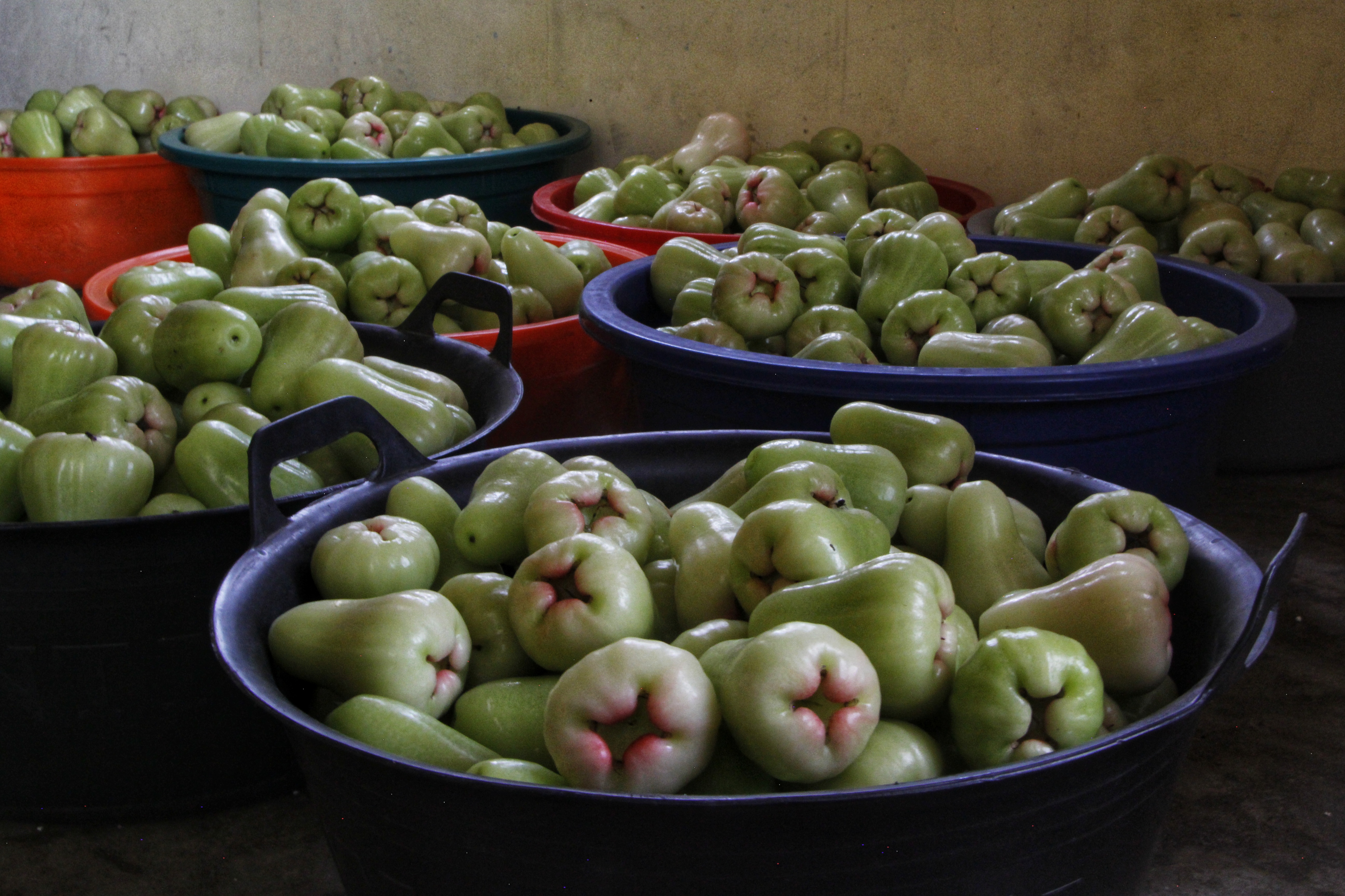 Jambu madu Deli berada di tingkat distributor lokal dibeli dari petani jambu di Desa Teluk, Langkat | Foto: Ayat S Karokaro/ Mongabay Indonesia