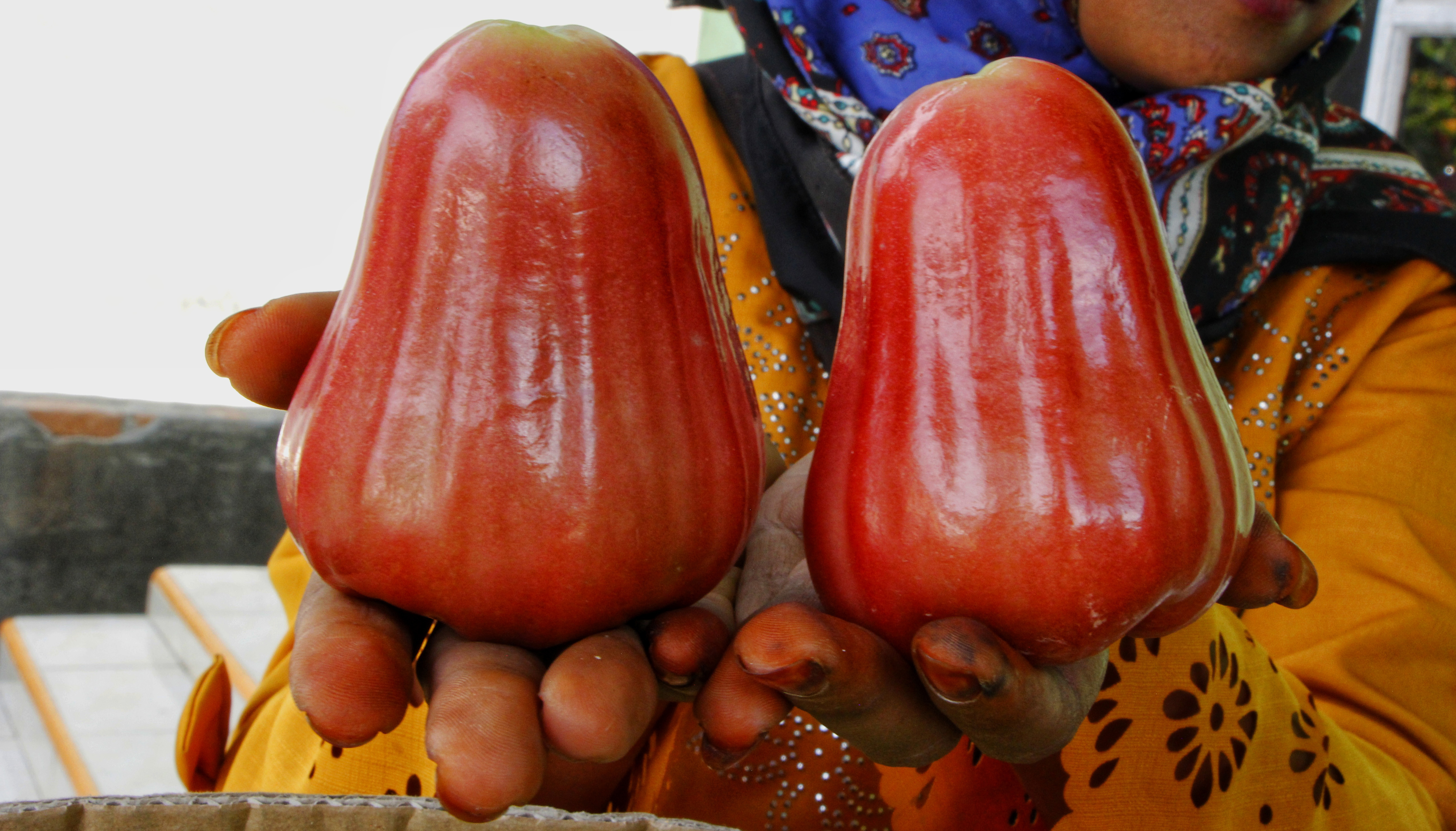Jambu madu Deli super warna merah ini bisa dijual Rp24 ribu per kg di tingkat distributor lokal dan Rp45 ribu-Rp50 ribu per kg di pasaran | Foto: Ayat S Karokaro/ Mongabay Indonesia