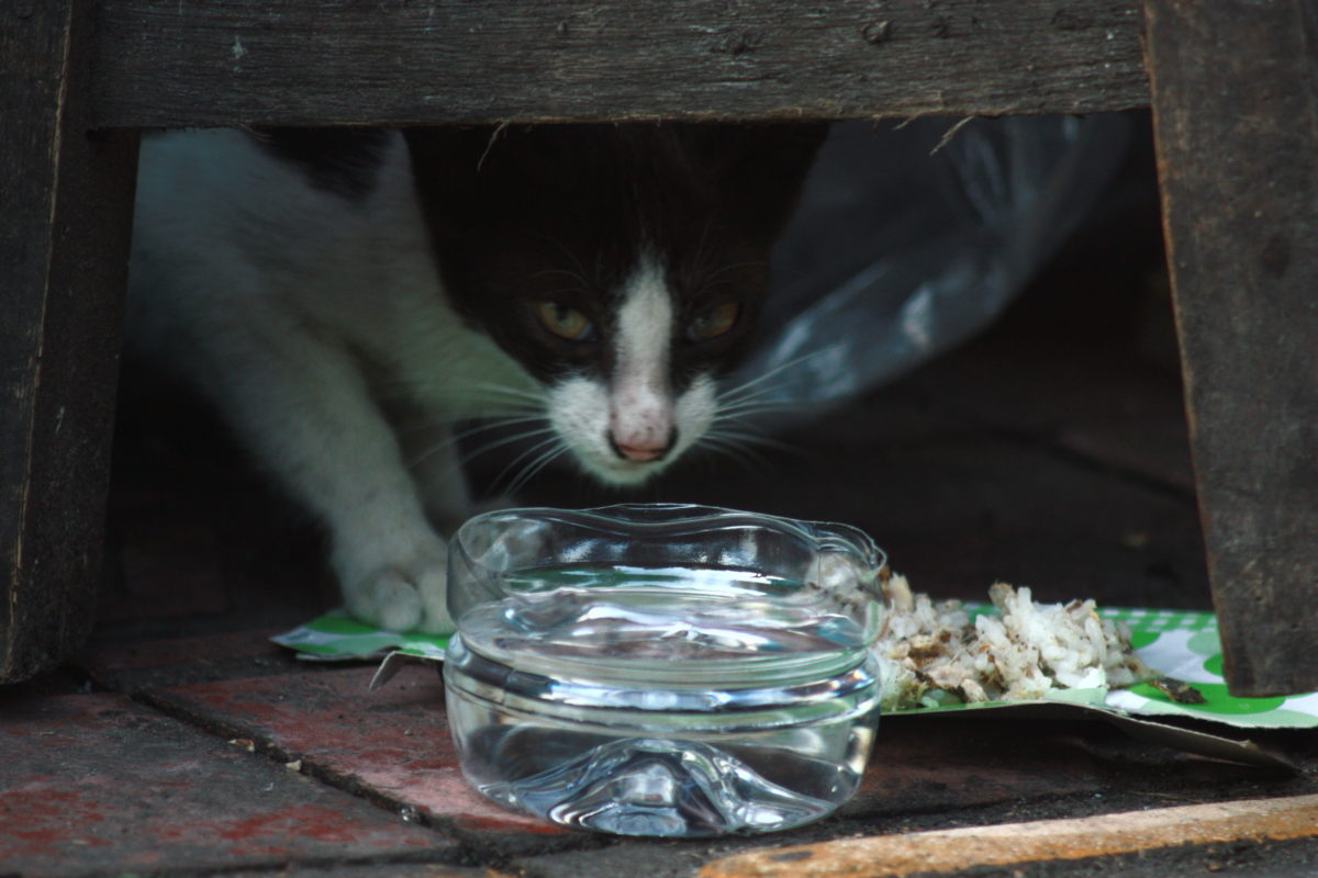Cerita Para Penyelamat Kucing Jalanan Di Jogja Mongabaycoid
