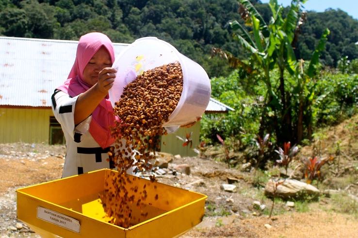 Menggiling kopi yang sudah dijemur di Rumah Kopi Serampas. Kopi menjadi andalan warga Rantau Kermas karena ekosistem yang terjaga | Foto: Elviza Diana/Mongabay Indonesia