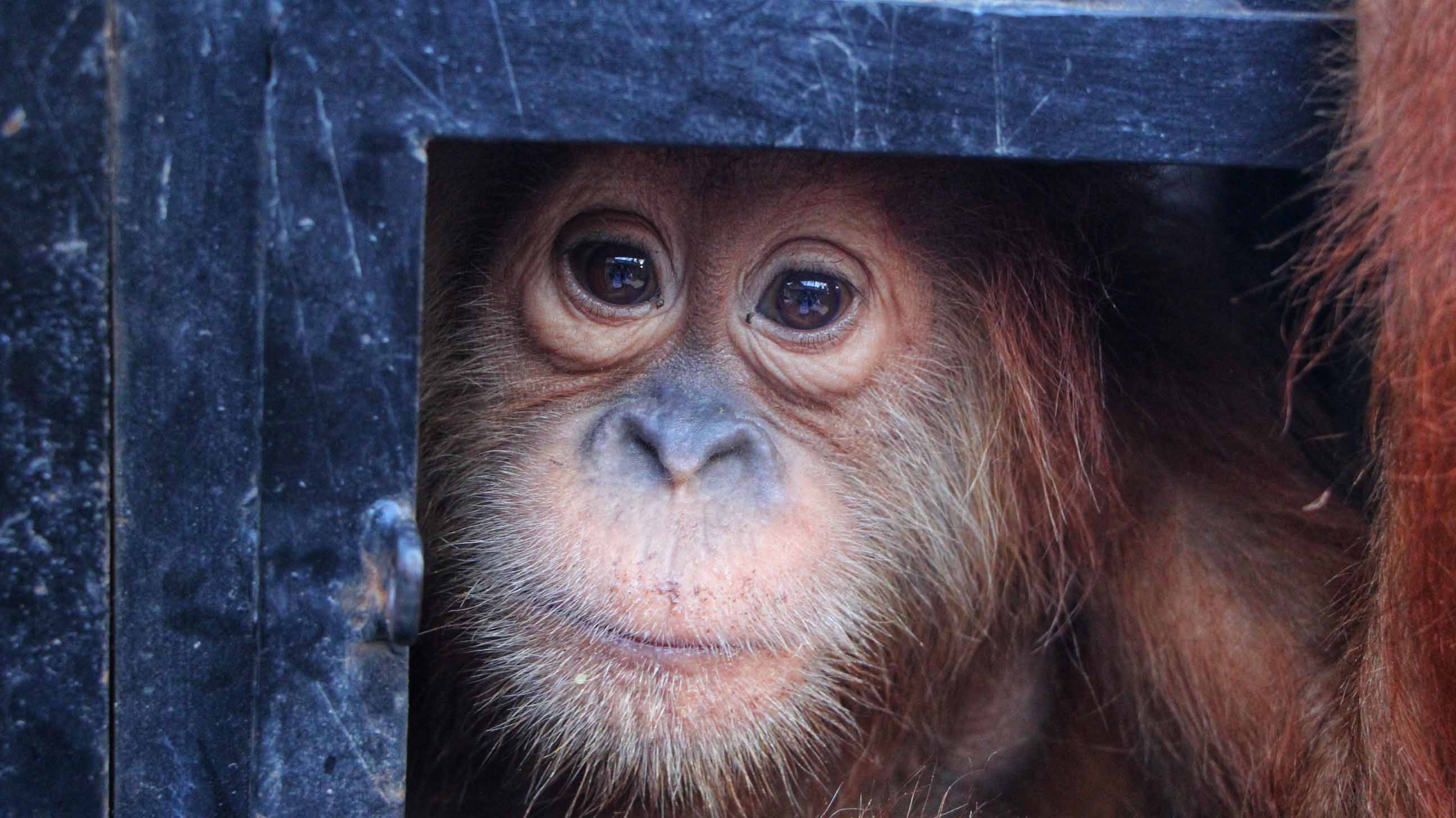 OU Anak orangutan sumatera dipelihara seorang pejabat Aceh Barat Daya OIC membantu BKSDA Aceh mengevakuasinya Pemiliktak diproses hukum AyatSKaro