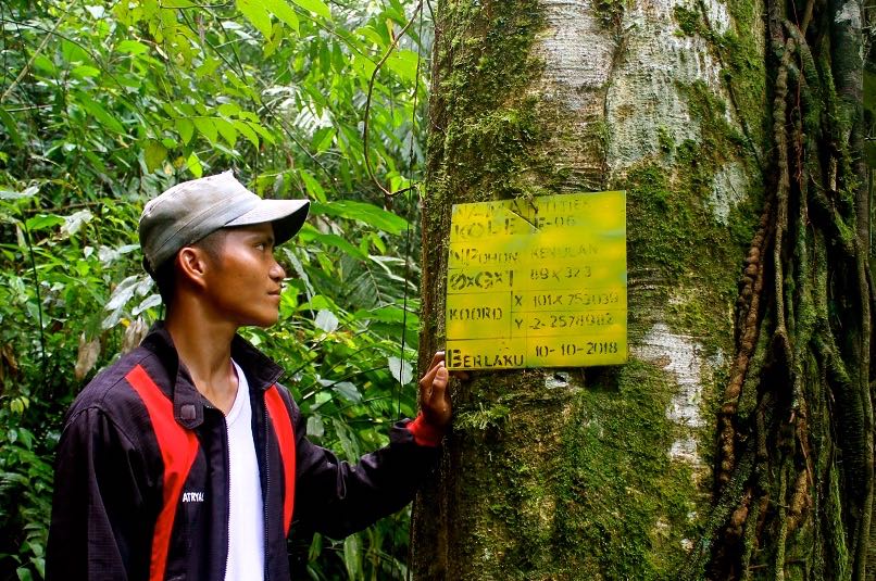 Pohon asuh merupakan salah satu program mengasuh pohon di kawasan hutan adat Rantau Kermas | Foto: Elviza Diana/Mongabay Indonesia
