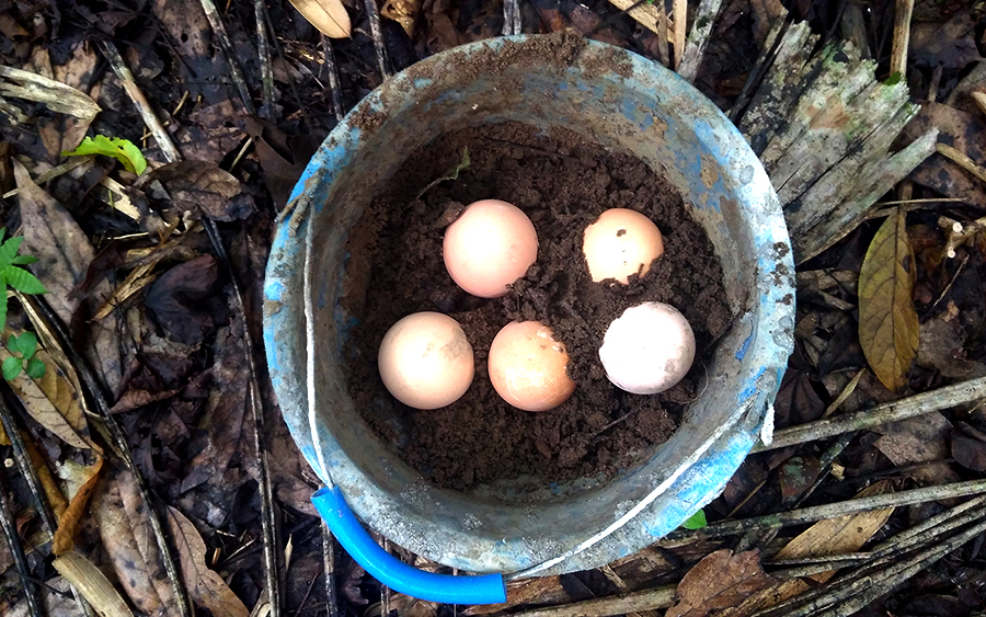 Telur maleo senkawor yang masih saja diburu | Foto: Dok. E-PASS/TNBNW