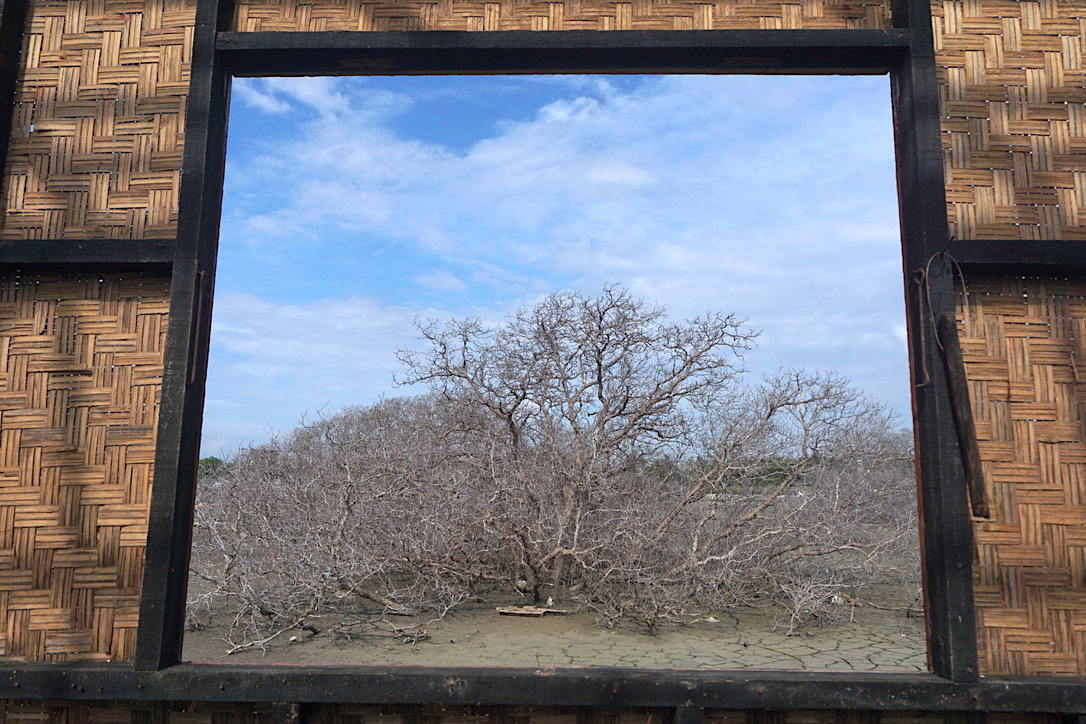 Nampak pohon mangrove yang mati dampak perubahan pasang surut laut proyek reklamasi Pelabuhan Benoa. Foto: Luh De Suriyani/Mongabay Indonesia