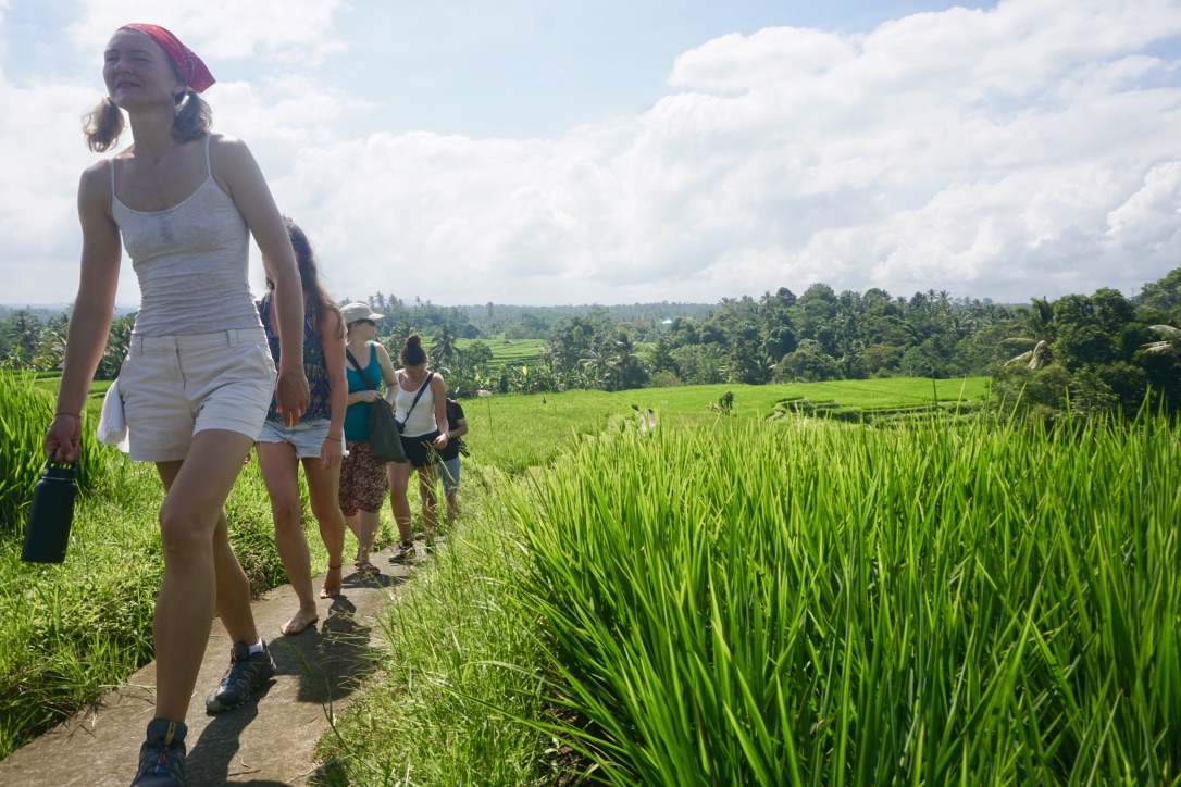 Wisata trekking melalui sawah padi beras merah di persawahan kaki Gunung Batukaru, Tabanan. Pesawahan dan sistem subak di Tabanan itu telah ditetapkan UNESCO jadi warisan budaya dunia (world heritage) | Foto: Luh De Suriyani/Mongabay Indonesia