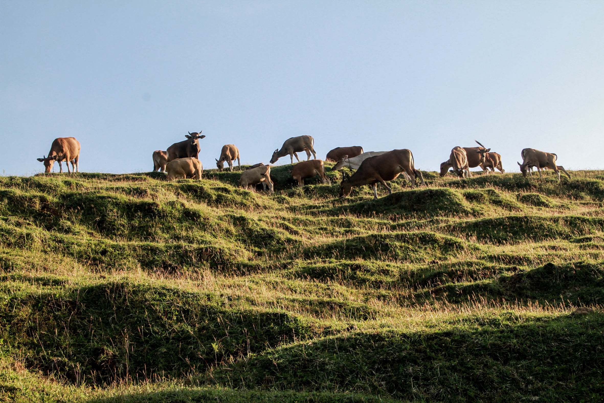 Di bukit Merese, peternak lokal masih memanfaatkan tempat wisata itu untuk penggembalaan sapi, kambing maupun kerbau | Foto: Falahi Mubarok/ Mongabay Indonesia