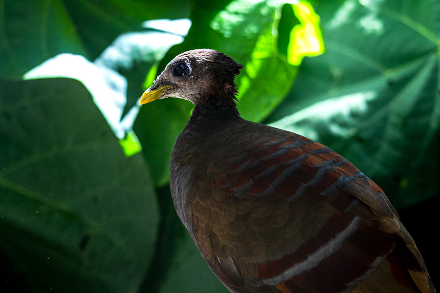 Burung gosong maluku | Foto: Donny Iqbal/Mongabay Indonesia