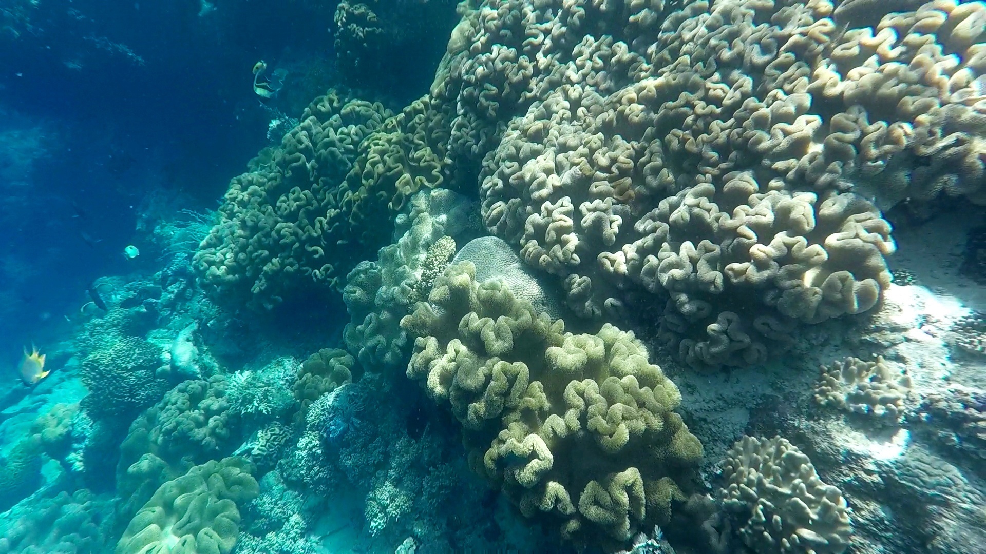 Terumbu karang di perairan Banda Neira | Foto: Utami Isharyani/Mongabay Indonesia