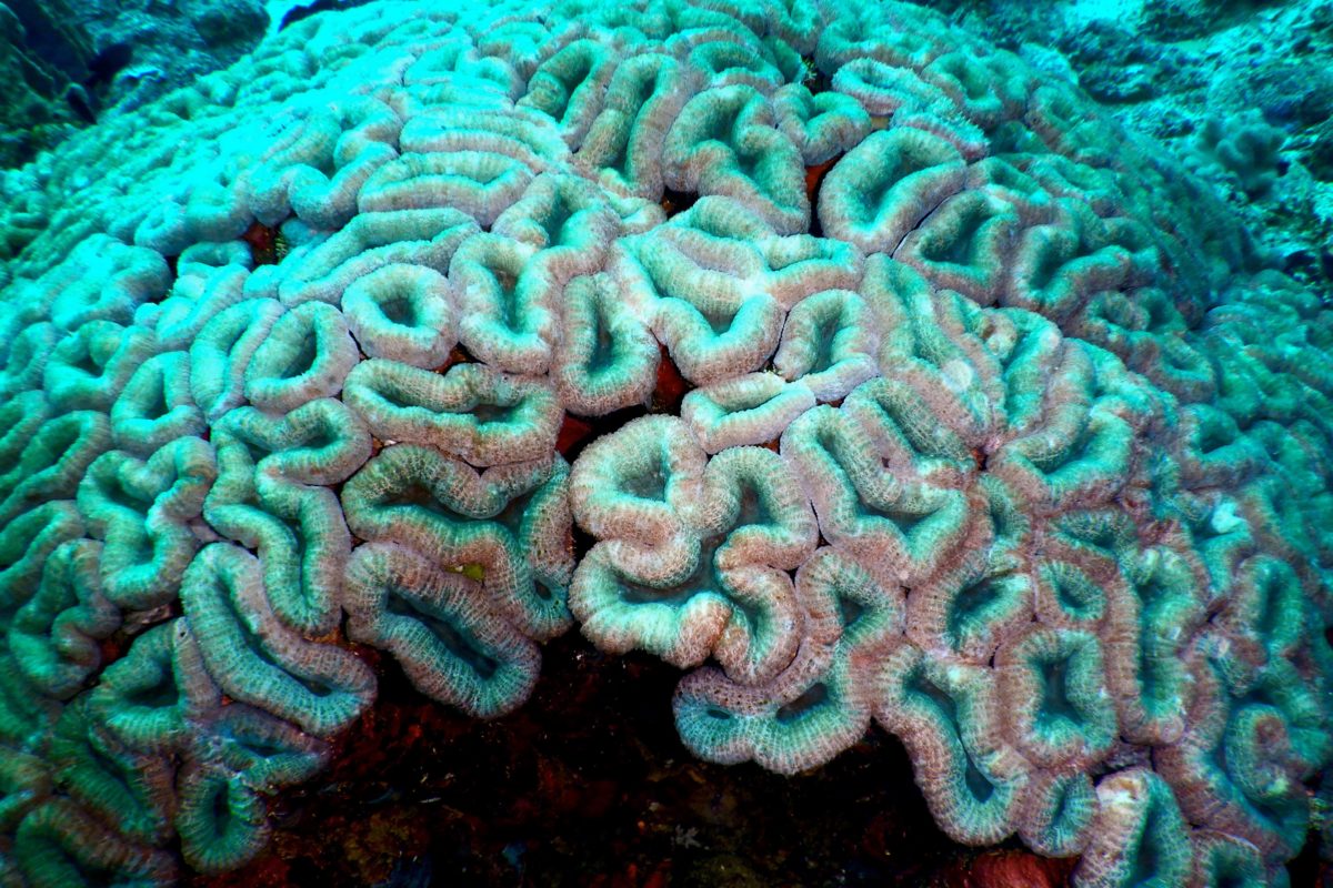 Brain coral, Lobophyllia sp, dinamai karang otak karena bentuknya yang unik mirip otak manusia | Foto: Ridzki R Sigit/Mongabay Indonesia