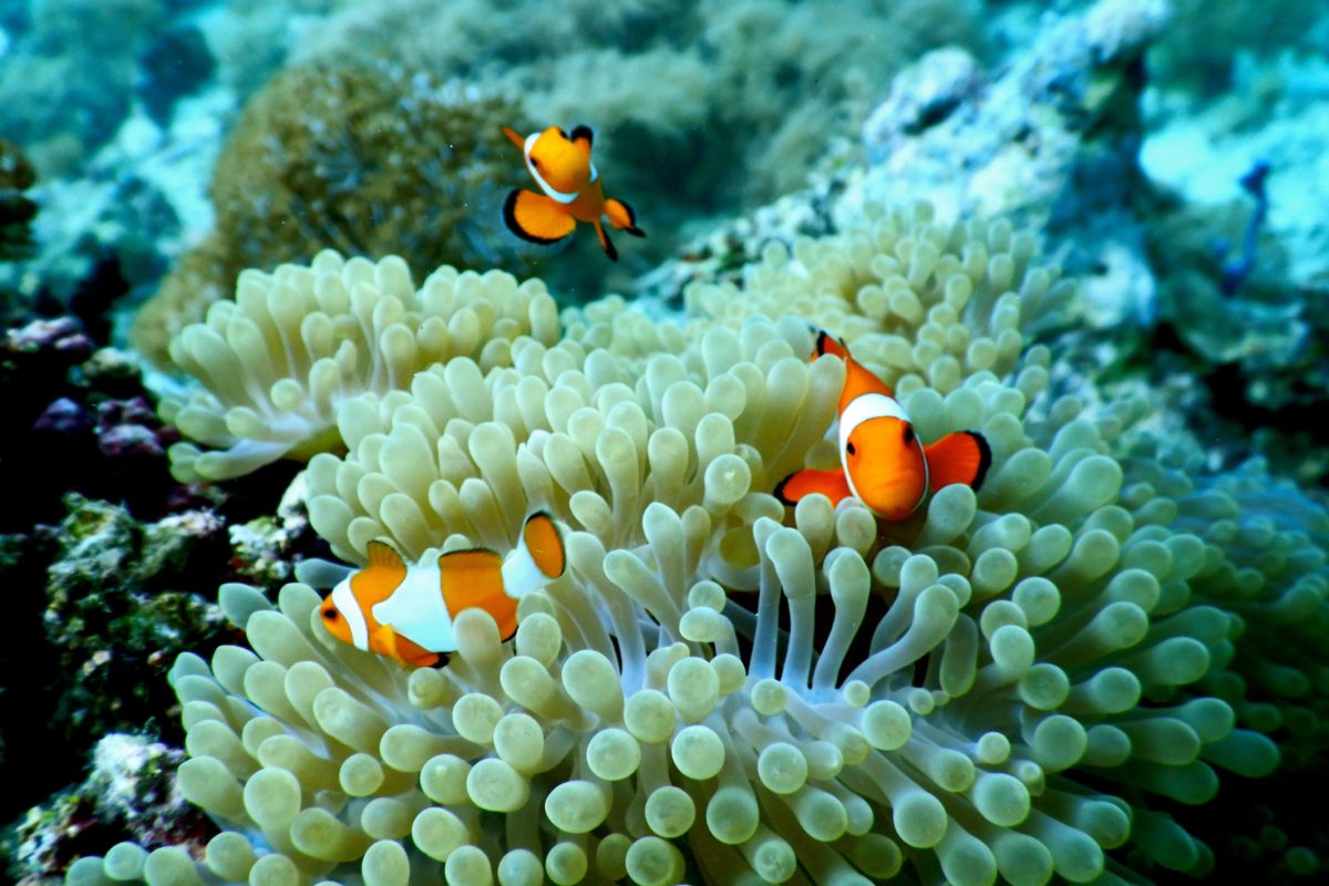 Clown fish, anemonefish, atau populer dengan nama ikan nemo. Ikan energik ini hidup mutualistik dengan anemon | Foto: Ridzki R Sigit/Mongabay Indonesia