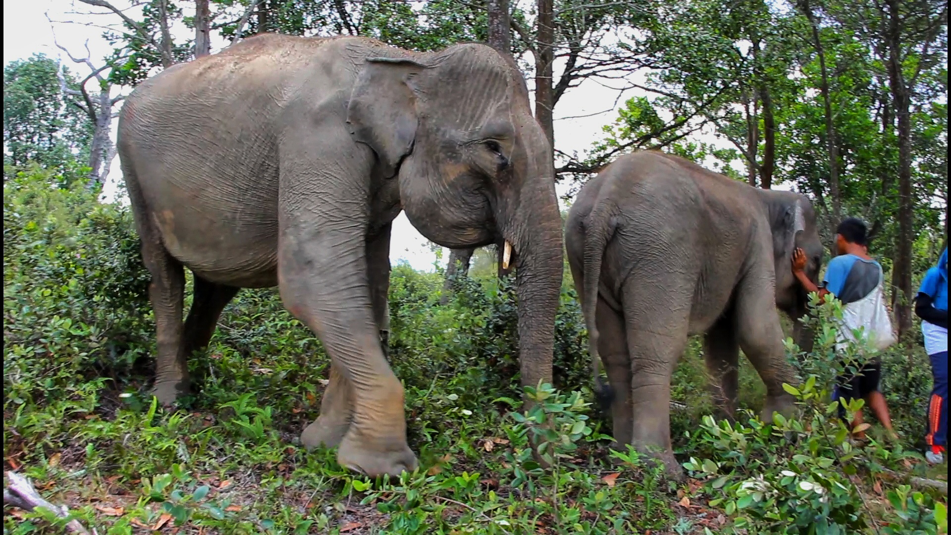 Gajah-gajah di BNWS bebas lepas di hutan | Foto: Ayat S Karokaro
