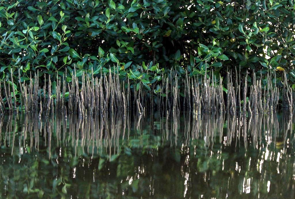 Foto: Ini Ragam Produksi Mangrove Si Api-Api : Mongabay.co.id