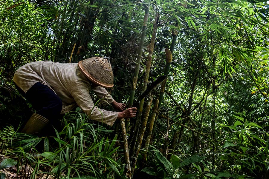 Masyarakat Semende lercaya perempuan tertua dapat menjaga keseimbangan bentang alam yang didiami keluarganya | Foto: Nopri Ismi/Mongabay Indonesia
