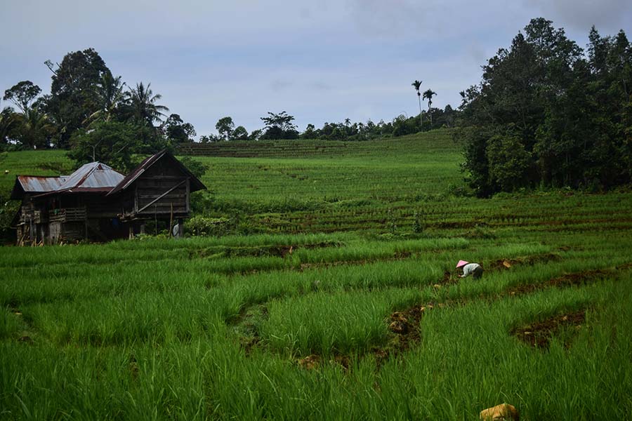 Pertanian, aktivitas yang digeluti mayoritas masyarakat Semende | Foto: Nopri Ismi/Mongabay Indonesia