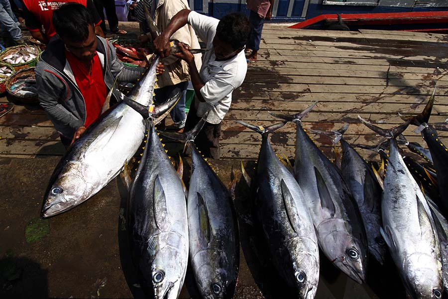 Ikan tuna yang ditangkap nelayan di Aceh | Foto: Junaidi Hanafiah/Mongabay Indonesia