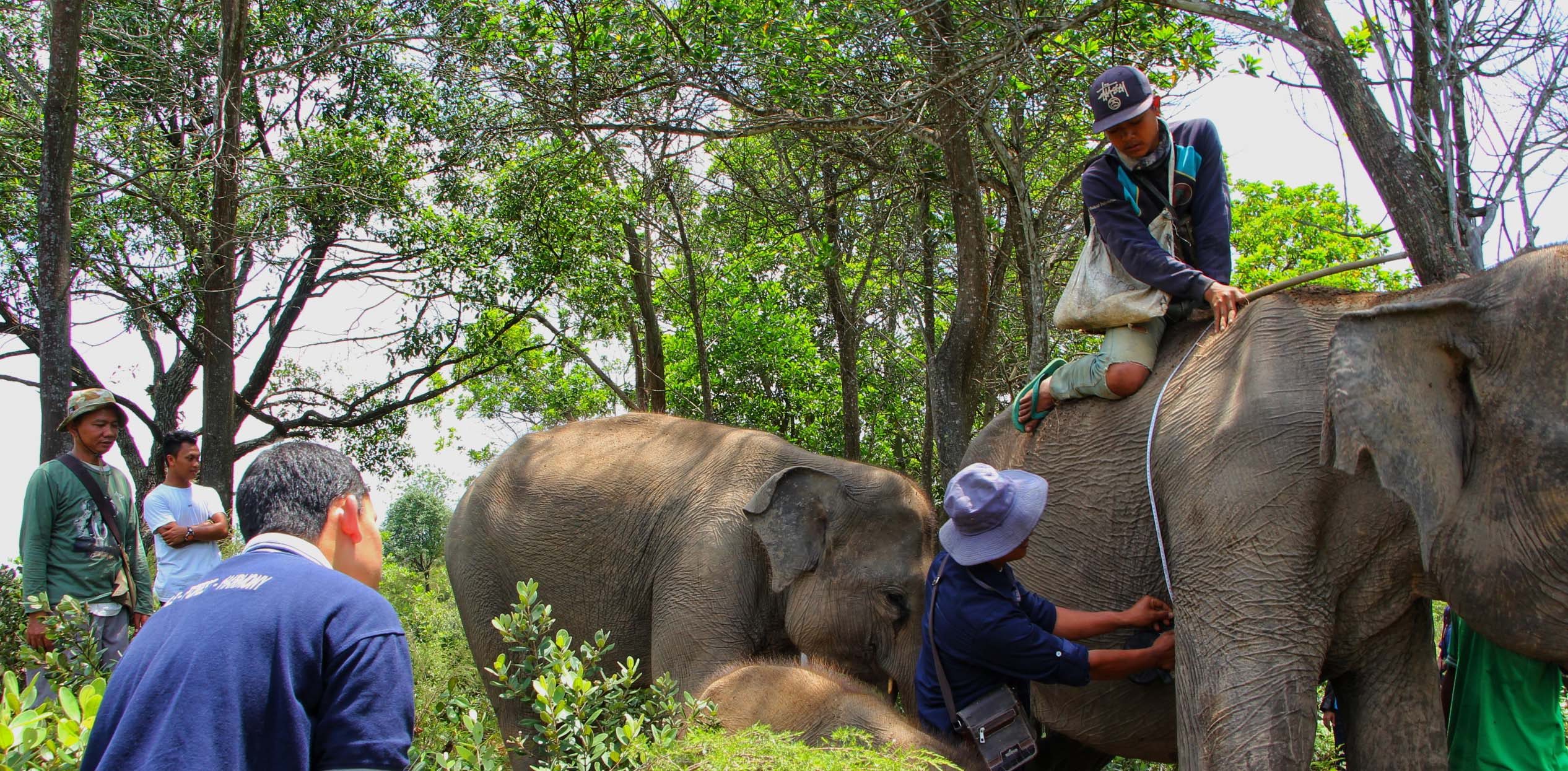 Pemeriksaan kesehatan gajah oleh dokter hewan BNWS. Mahout mengawasi gajah kala pemeriksaan rutin kesehatan mereka | Foto: Ayat S Karokaro/ Mongabay Indonesia