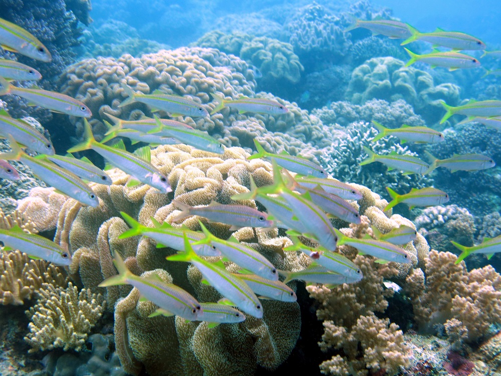 Sekelompok ikan dan terumbu karang di perairan Banda Neira | Foto: Biorock Indonesia/Mongabay Indonesia