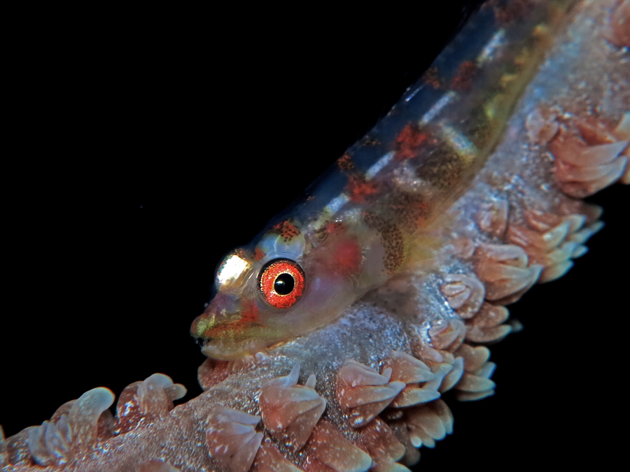Ikan Goby karang cambuk (Bryaninops yongei) merupakan spesies goby yang tersebar luas dari perairan tropis dan subtropis Samudera Hindia sampai ke pulau-pulau di Samudra Pasifik | Foto: Anton Wisuda/Mongabay Indonesia