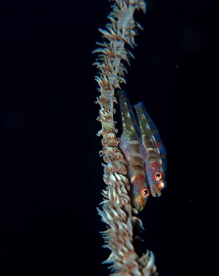 Ikan Goby karang cambuk (Bryaninops yongei). Ikan goby jenis ini bersimbiosis saling menguntungkan dengan terumbu karang cambuk (whip coral) | Foto: Anton Wisuda/Mongabay Indonesia