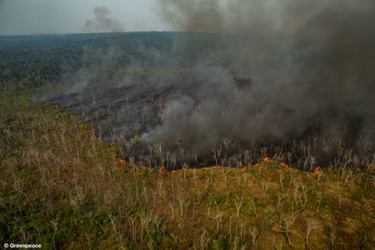 Foto Udara Dahsyatnya Api Membakar Hutan Amazon Mongabaycoid