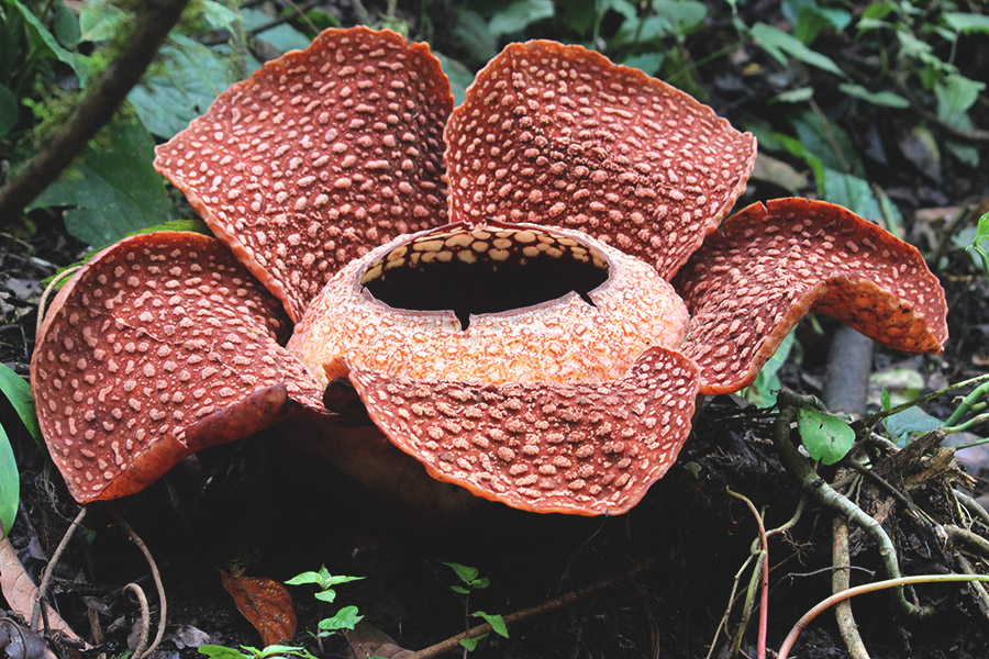  Gambar  Bunga  Rafflesia  Arnoldi Beserta Penjelasannya 