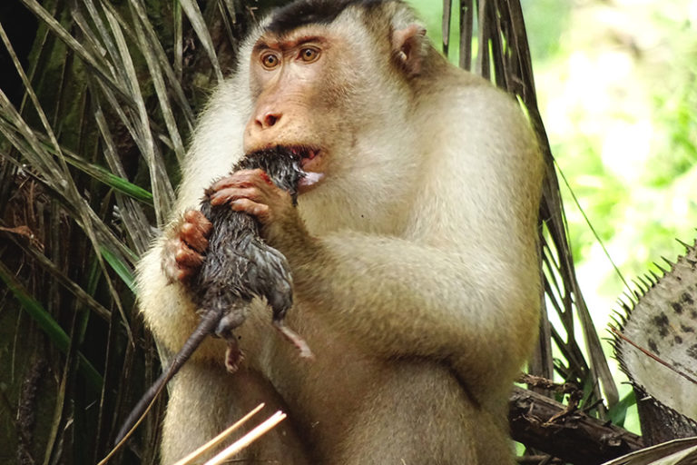 Monyet lagi makan