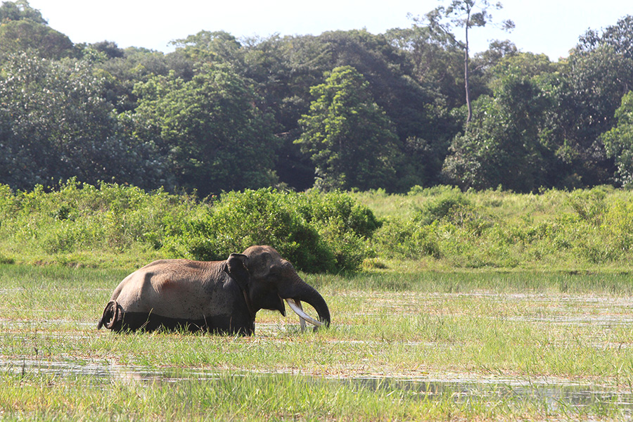 Habitat gajah Sumatera terus tergerus, seperti yang terjadi di Ogan Komering Ilir, Sumatera Selatan. Gajah-gajah ini hidup di antara konsesi perusahaan dan kebun warga. Foto: Janaidi Hanafiah/ Mongabay Indonesia